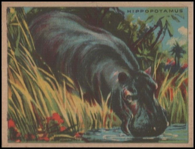 38 Hippopotamus